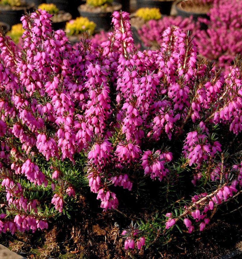  10x Winterheide Mojave - Erica Carnea
