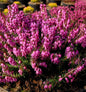  10x Winterheide Mojave - Erica Carnea