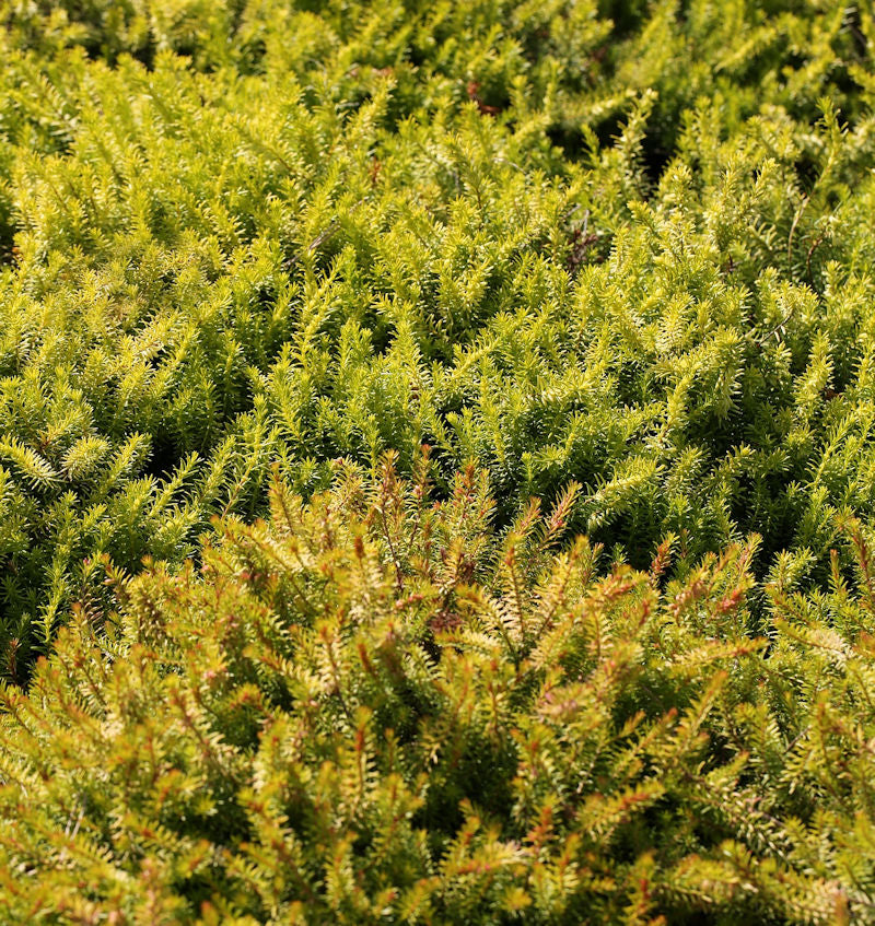  10x Winterheide Nadja - Erica Carnea