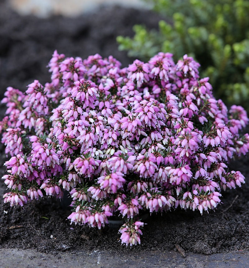  10x Winterheide Rosantha - Erica Carnea