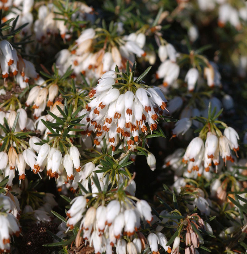  10x Winterheide Schneekuppe - Erica Carnea