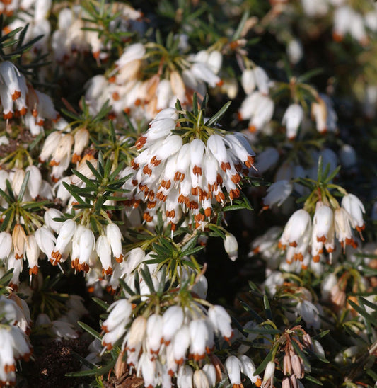  10x Winterheide Schneekuppe - Erica Carnea