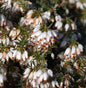  10x Winterheide Schneekuppe - Erica Carnea