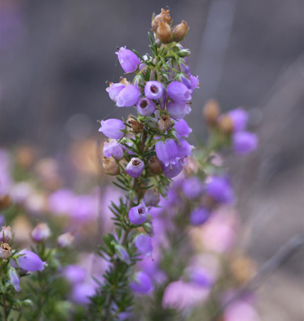  10x Grauheide Cevennes - Erica Cinerea