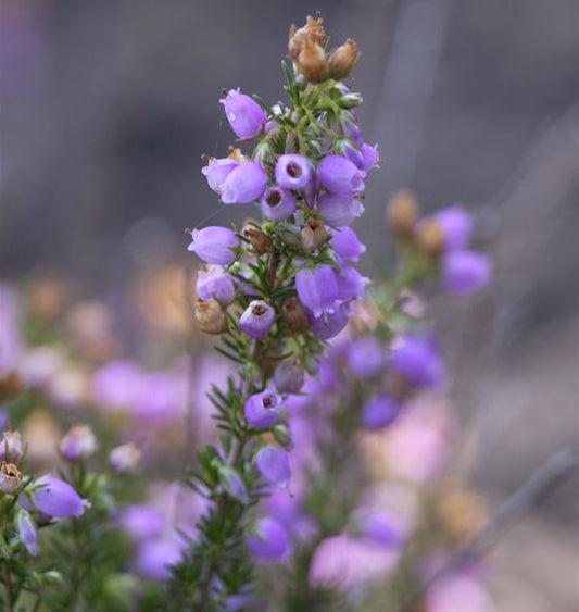  10x Grauheide Cevennes - Erica Cinerea
