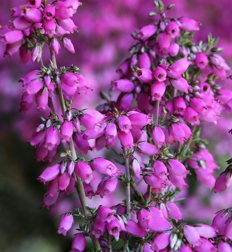  10x Grauheide Dunkelroter Kobold - Erica Cinerea