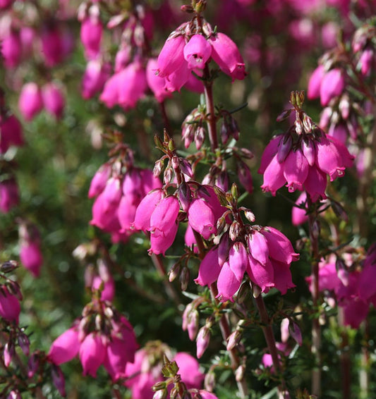  10x Grauheide Roter Kobold - Erica Cinerea