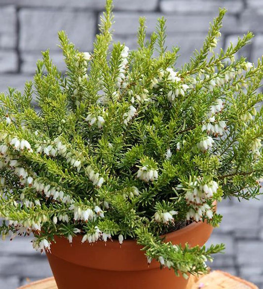  10x Englische Heide Golden Perfect - Erica Darleyensis