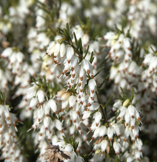  10x Englische Heide White Perfektion - Erica Darleyensis