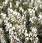  10x Englische Heide White Perfektion - Erica Darleyensis