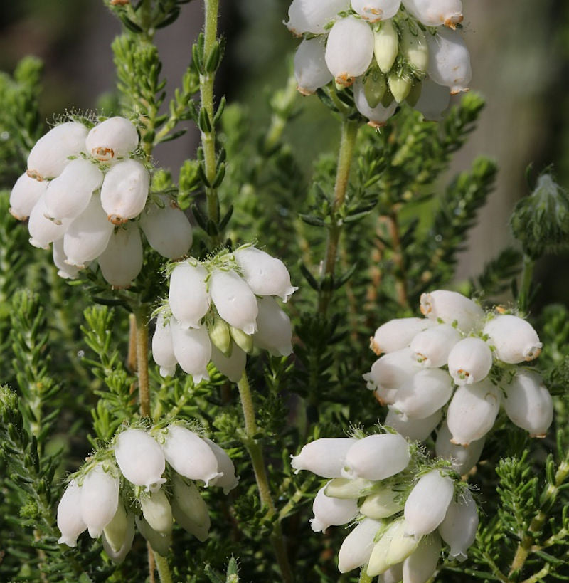  10x Glockenheide Alba - Erica Tetralix