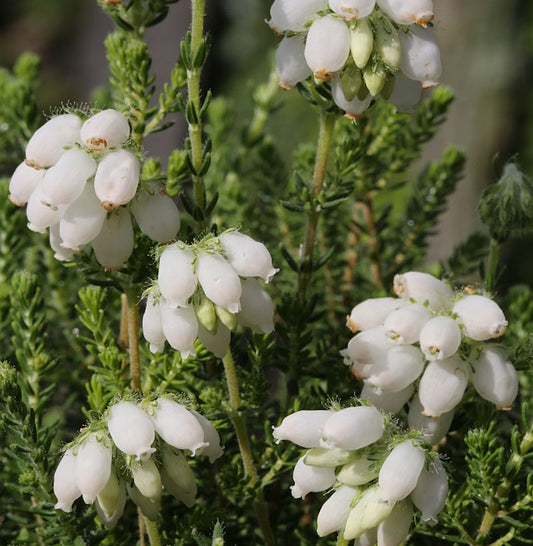  10x Glockenheide Alba - Erica Tetralix