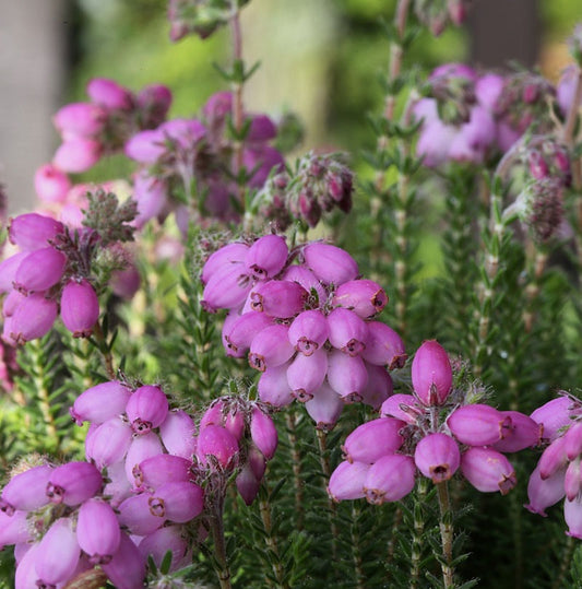  10x Glockenheide Tina - Erica Tetralix