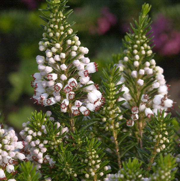  10x Cornwallheide Alba - Erica Vagans