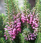  10x Cornwallheide Mrs. D.F. Maxwell - Erica Vagans