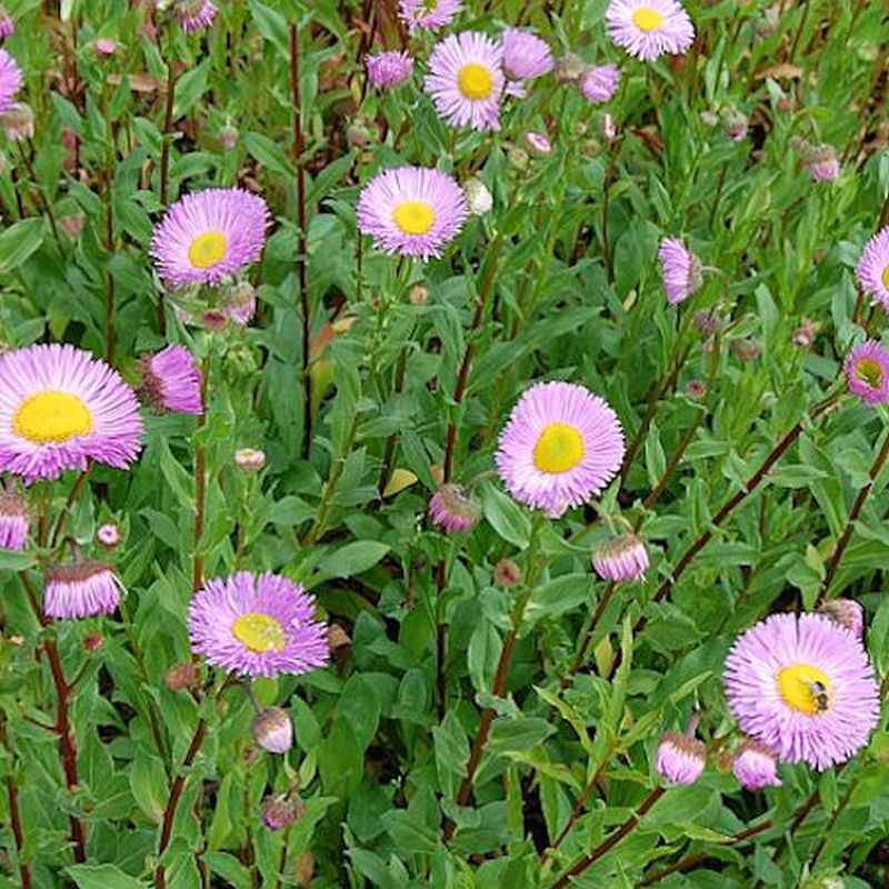  Feinstrahlaster Rosa Juwel - Erigeron Hybrid