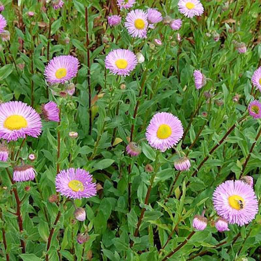  Feinstrahlaster Rosa Juwel - Erigeron Hybrid