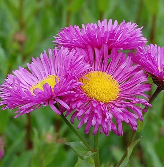  Feinstrahlaster Karminstrahl - Erigeron Cultorum