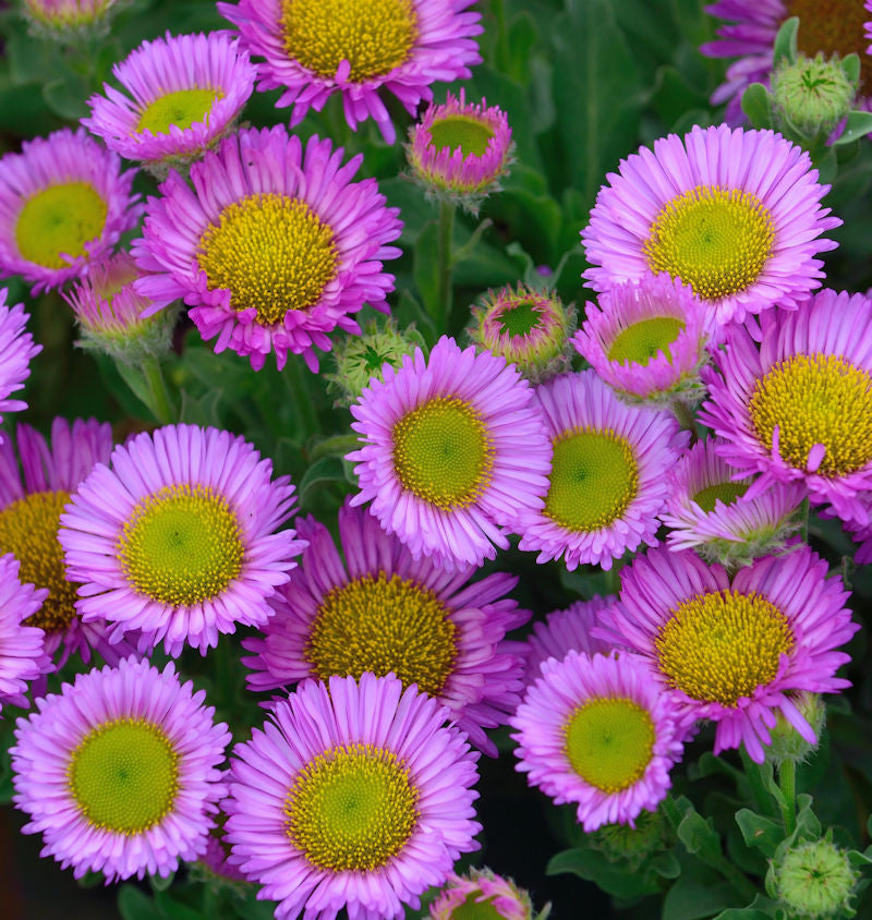  Berufkraut Sea Breeze - Erigeron Glaucus