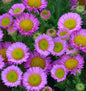  Berufkraut Sea Breeze - Erigeron Glaucus