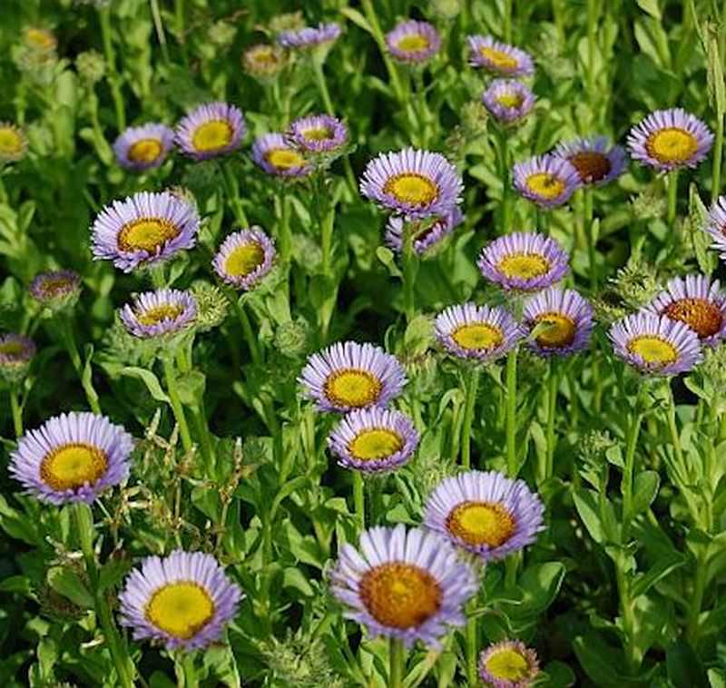  Blaugrünes Gänseblümchen - Erigeron Glaucus