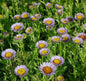  Blaugrünes Gänseblümchen - Erigeron Glaucus