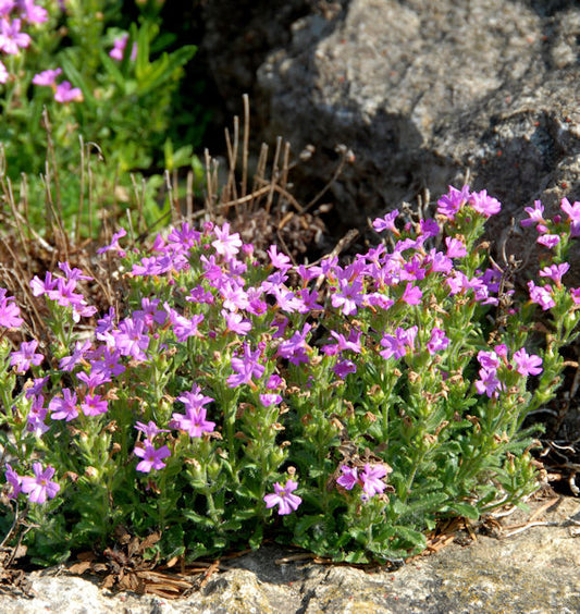  Alpenbalsam Dr Hähnle - Erinus Alpinus