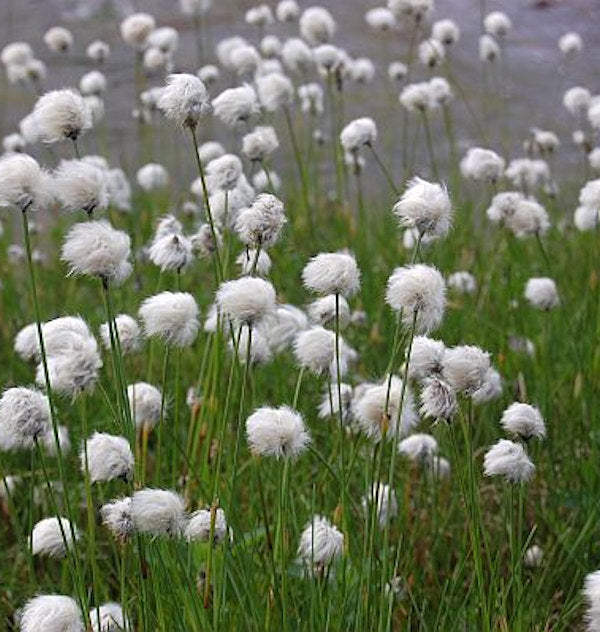  Scheidiges Wollgras - Eriophorum Vaginatum