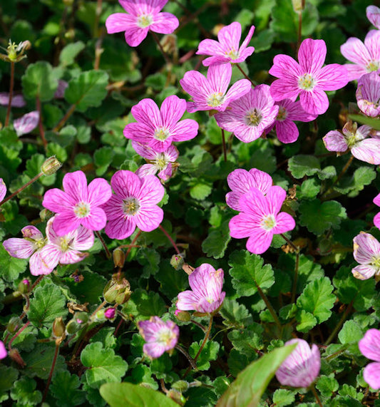  Reiherschnabel Bishop - Erodium Reichardii