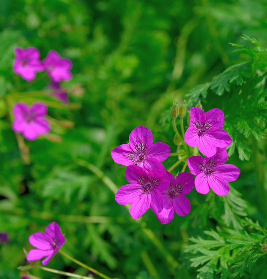  Pyrenäen Reiherschnabel - Erodium Manescavii