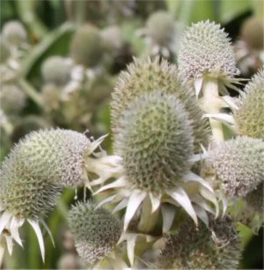 Agaven Edeldistel - Eryngium Agavifolium