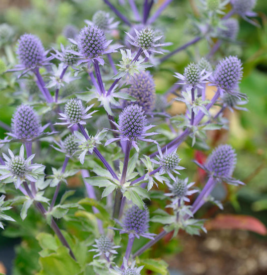  Blaue Edeldistel Blue Hobbit - Eryngium Planum
