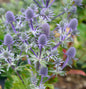  Blaue Edeldistel Blue Hobbit - Eryngium Planum