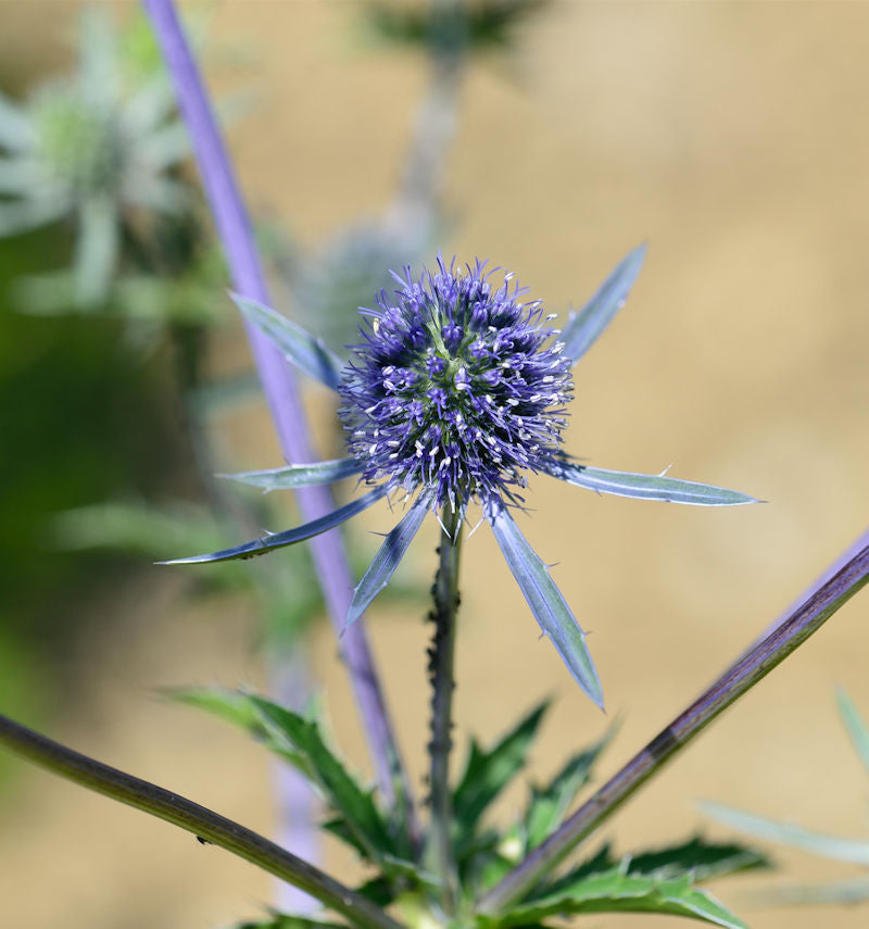 Blaue Edeldistel Blaukappe - Eryngium Planum