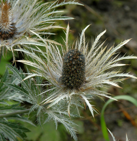  Garten-Mannstreu Donard - Eryngium Zabelii