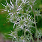  Buntlaubige Edeldistel - Eryngium Variifolium