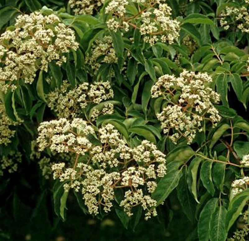  Bienenbaum 30-40cm - Euodia Hupehensis