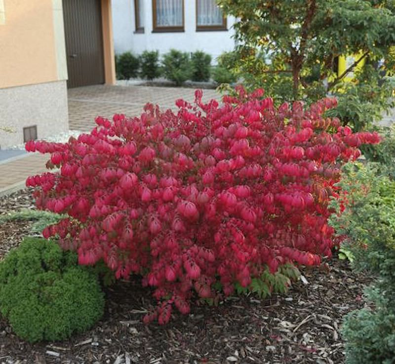  Korkflügelstrauch Chicago Fire 30-40cm - Euonymus Alatus