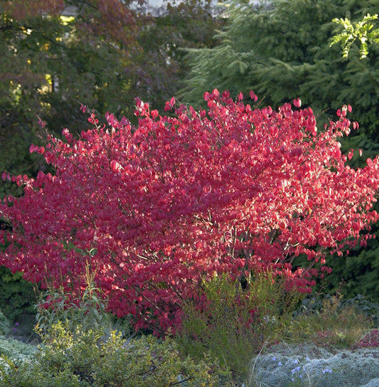 Korkflügelstrauch Compactus 80-100cm - Euonymus Alatus