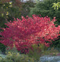  Korkflügelstrauch Compactus 80-100cm - Euonymus Alatus