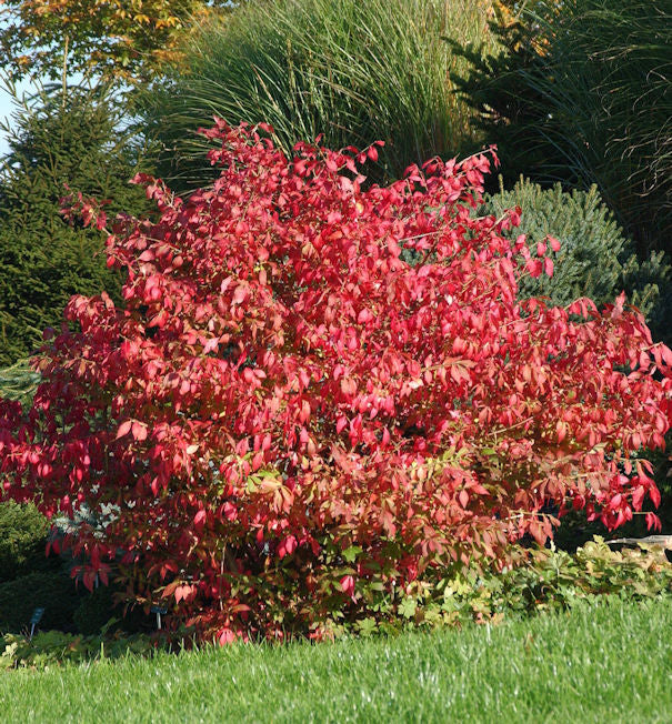  Flügel Spindelstrauch Korkflügelstrauch 125-150cm - Euonymus Alatus