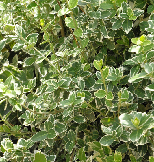  10x Weißbunte Kriechspindel Emerald Gaiety 10-15cm - Euonymus Fortunei