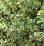  10x Weißbunte Kriechspindel Emerald Gaiety 10-15cm - Euonymus Fortunei