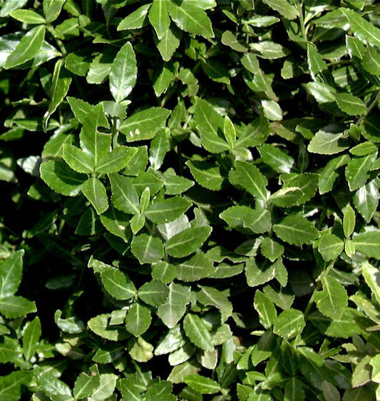  10x Kriechspindel Radicans 10-15cm - Euonymus Fortunei
