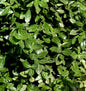  10x Kriechspindel Radicans 10-15cm - Euonymus Fortunei