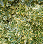  Gelbbunter Japanischer Spindelstrauch 30-40cm - Euonymus Japonicus Aureomarginatus