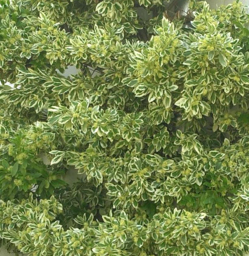  Gelbbunter Spindelstrauch Bravo 125-150cm - Euonymus Japonicus