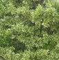  Gelbbunter Spindelstrauch Bravo 125-150cm - Euonymus Japonicus