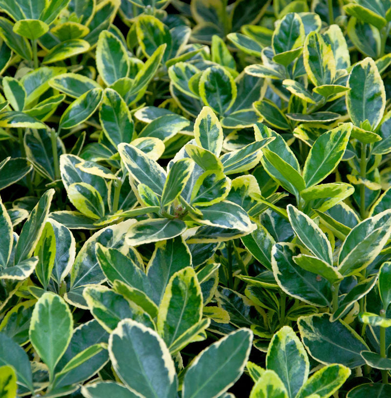  Immergrüner Japanspindel Marieke 125-150cm - Euonymus Japonicus