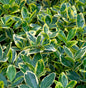  Immergrüner Japanspindel Marieke 125-150cm - Euonymus Japonicus